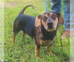 Small Photo #2 Dachsahoula Puppy For Sale in Wetumpka, AL, USA