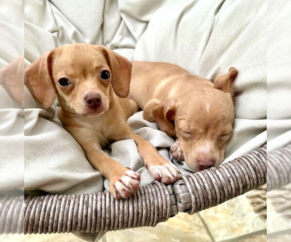 Medium Photo #4 Chiweenie Puppy For Sale in San Juan Capistrano, CA, USA