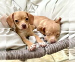Small #3 Chiweenie