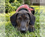 Small #2 Labrador Retriever Mix