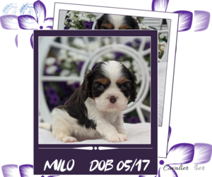 Cavalier King Charles Spaniel Puppy for Sale in GOSHEN, Indiana USA