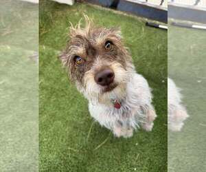 Mutt Dogs for adoption in Tempe , AZ, USA