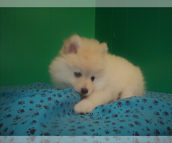 Medium Photo #4 Pomeranian Puppy For Sale in PATERSON, NJ, USA