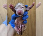 Small #3 Mutt