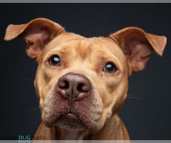 Medium Photo #4 Bullypit Puppy For Sale in Tampa, FL, USA