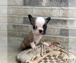 French Bulldog Puppy for sale in MIDDLEBURY, IN, USA