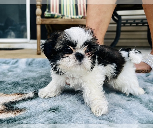 Medium Photo #1 Shih Tzu Puppy For Sale in MOORESVILLE, NC, USA