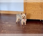Small Photo #1 Yo-Chon Puppy For Sale in MOUNT PLEASANT, MI, USA