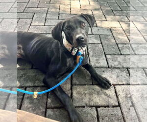 Great Dane Dogs for adoption in Huntersville, NC, USA