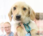 Small #4 Labrador Retriever Mix