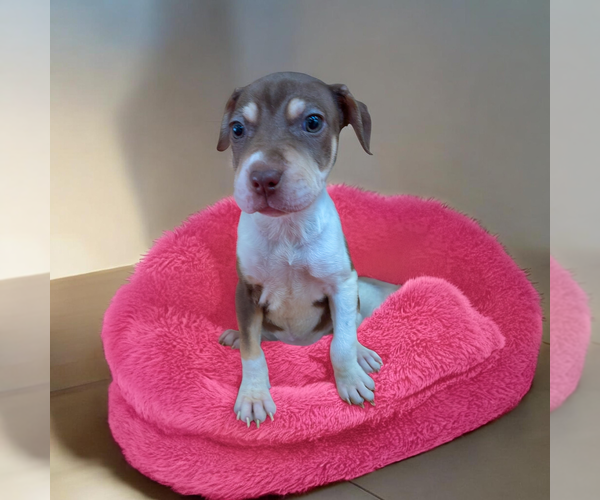 Medium Photo #2 Mutt Puppy For Sale in Vail, AZ, USA