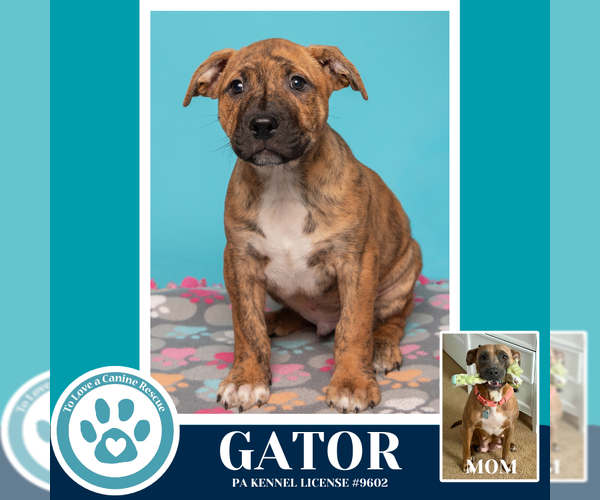 Medium Photo #1 Black Mouth Cur-Unknown Mix Puppy For Sale in Kimberton, PA, USA