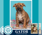 Small Black Mouth Cur Mix