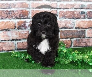Cavapoo Puppy for sale in BEL AIR, MD, USA