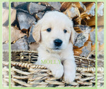 Puppy Molly Golden Retriever