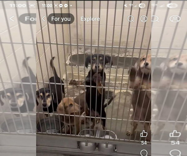 Medium Photo #4 Coonhound-Golden Retriever Mix Puppy For Sale in Aurora, IN, USA
