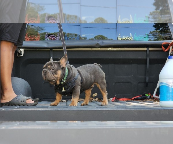 Medium Photo #9 French Bulldog Puppy For Sale in CONYERS, GA, USA