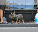 Small #8 French Bulldog