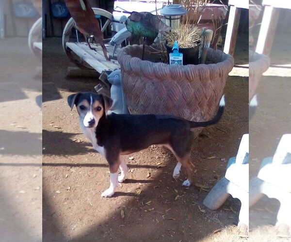 Medium Photo #9 Beagle-Unknown Mix Puppy For Sale in Apple Valley, CA, USA