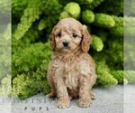 Small Cavapoo