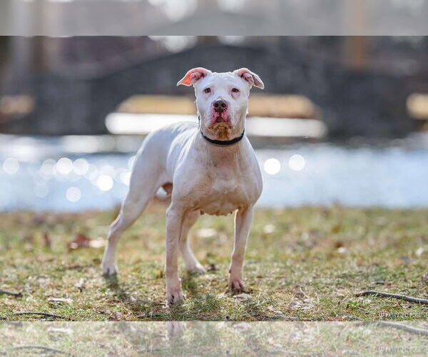 Medium Photo #7 American Pit Bull Terrier-Unknown Mix Puppy For Sale in Germantown, OH, USA
