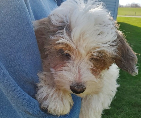 Medium Photo #10 Bernedoodle (Miniature) Puppy For Sale in LEETONIA, OH, USA