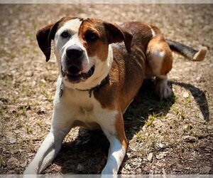 Mutt Dogs for adoption in St. Cloud, FL, USA