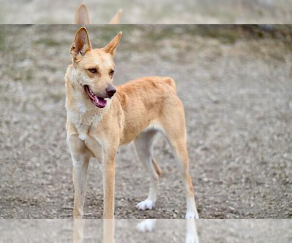 Medium Photo #1 Australian Kelpie-German Shepherd Dog Mix Puppy For Sale in Santa Cruz, CA, USA
