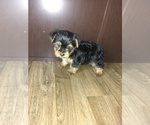 Puppy 1 Yorkshire Terrier