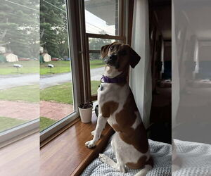 Mutt Dogs for adoption in pomfret, CT, USA