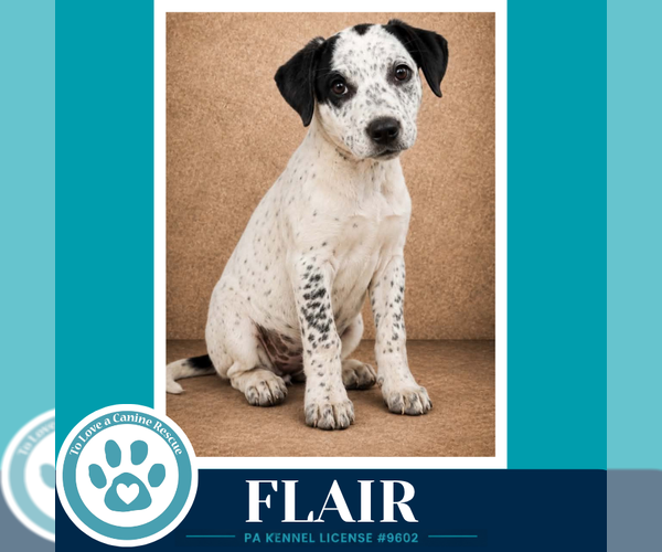 Medium Photo #4 Mutt Puppy For Sale in Kimberton, PA, USA