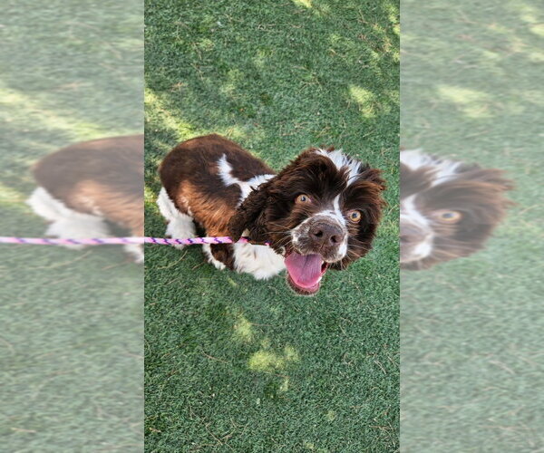 Medium Photo #3 Cocker Spaniel Puppy For Sale in Lakewood, CO, USA