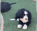 Small #3 F2 Aussiedoodle-Goldendoodle Mix