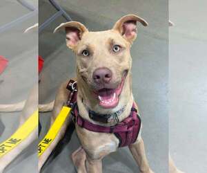 American Pit Bull Terrier-Unknown Mix Dogs for adoption in Shillington, PA, USA