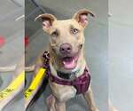 Small American Pit Bull Terrier Mix