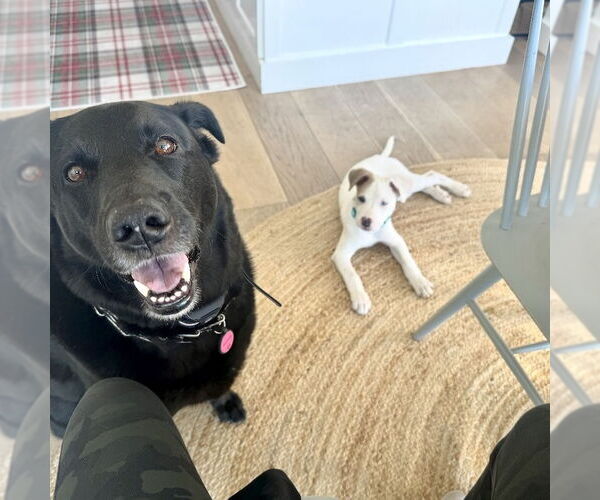 Medium Photo #4 Aussiedor Puppy For Sale in San Juan Capistrano, CA, USA