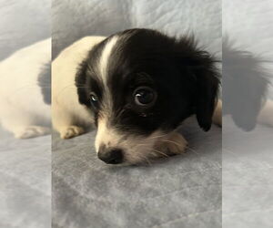 Chihuahua-Unknown Mix Dogs for adoption in San Diego , CA, USA