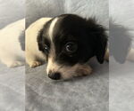 Small Chihuahua Mix