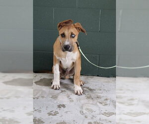 German Shepherd Dog-Unknown Mix Dogs for adoption in Naples, FL, USA