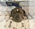 Small #22 American Staffordshire Terrier Mix
