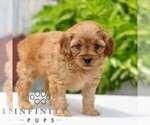 Small #3 Cavapoo