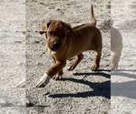 Small Photo #83 Rhodesian Ridgeback Puppy For Sale in MORONGO VALLEY, CA, USA