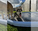 Small #4 Siberian Husky