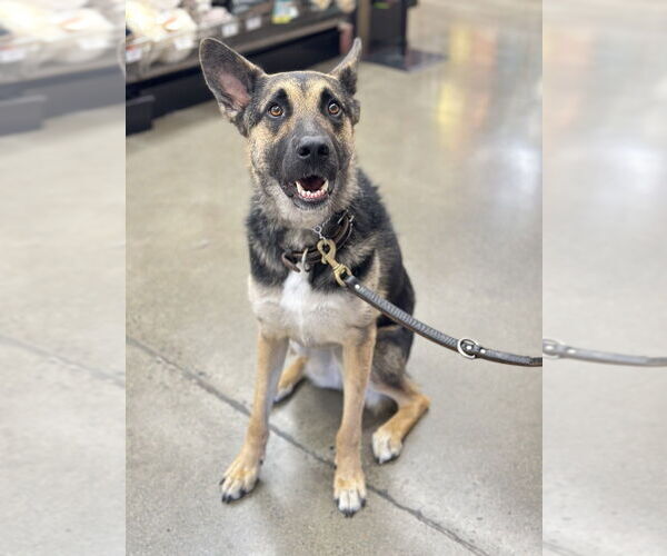 Medium Photo #10 German Shepherd Dog-Unknown Mix Puppy For Sale in West Sacramento, CA, USA