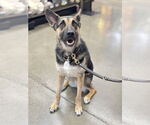 Small #9 German Shepherd Dog Mix