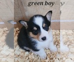 Small Photo #2 Pembroke Welsh Corgi Puppy For Sale in MARCELINE, MO, USA