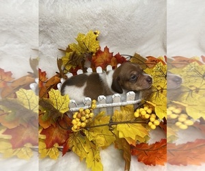 Dachshund Puppy for sale in DE KALB, TX, USA