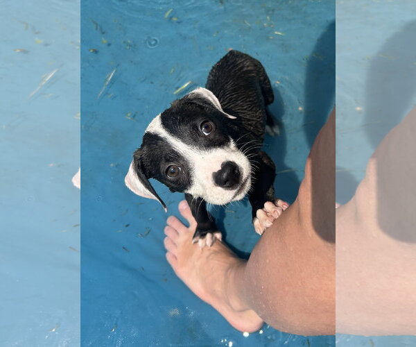Medium Photo #1 Mutt Puppy For Sale in Stephens City, VA, USA