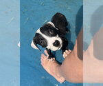 Small Mutt