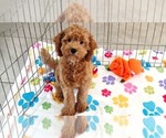Otis - Male Cavapoo mix (+ Poodle Miniature) Puppy for Sale - Photo #9